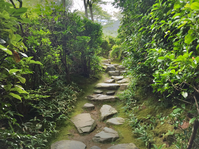 Nature Photography | Japanese Garden