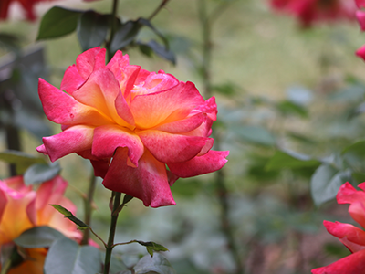 Nature Photography | Pretty in Pink