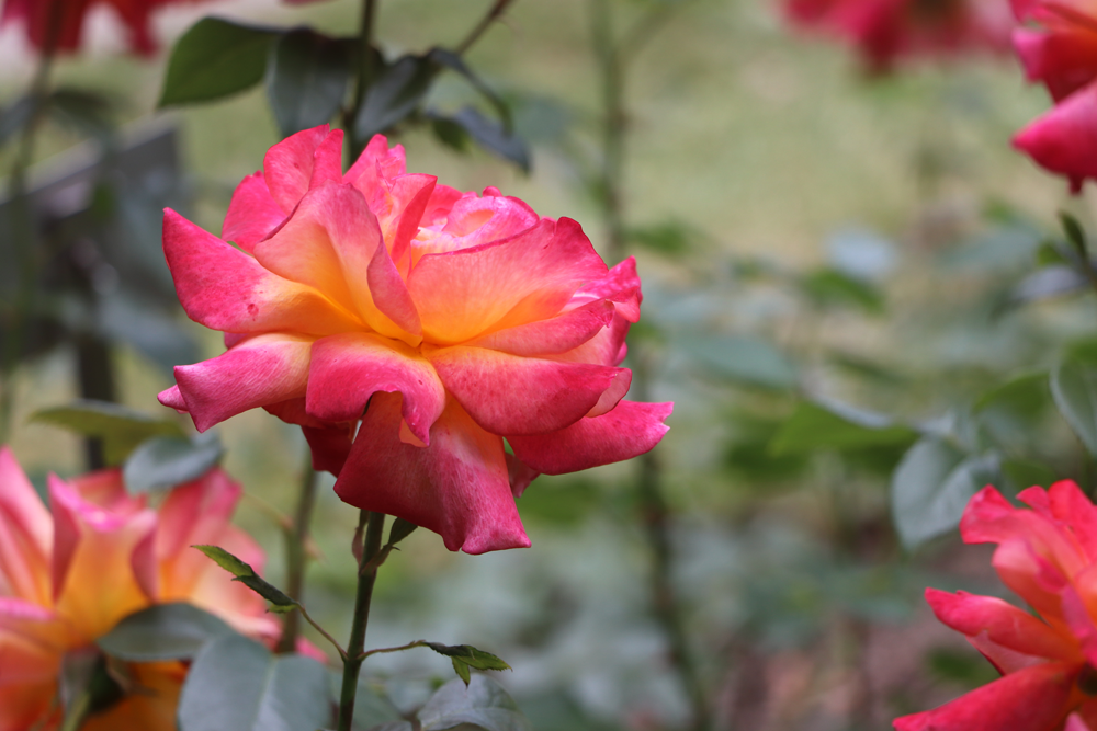 Nature Photography | Pretty in Pink