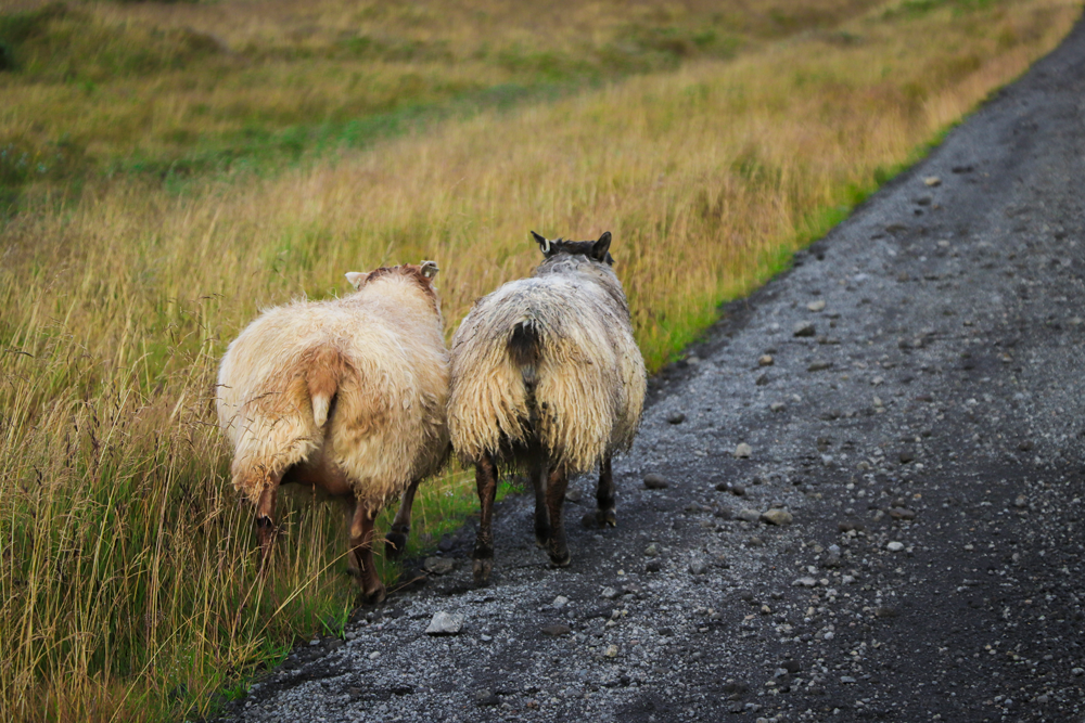 Nature Photography | Walking Along